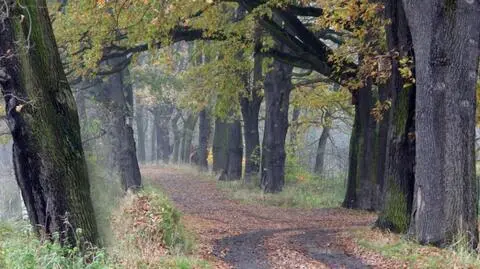 Pochmurny dzień
