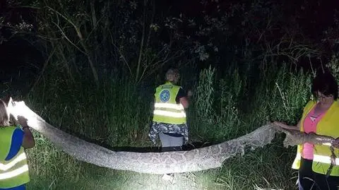 "Reaguje na ruch i na ciepło". Co robić, gdy spotkamy pytona?