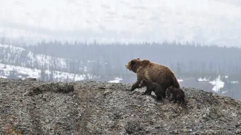 Niedźwiedzie są niebezpieczne