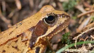 Żaba trawna występuje m.in. w Polsce