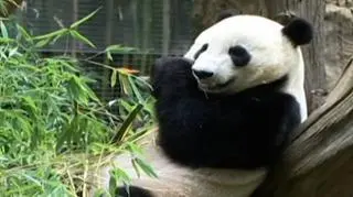 Pierwsze urodziny pandy z zoo w San Diego