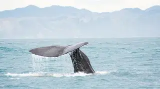 Wieloryb na Oceanie Spokojnym