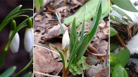 Pierwsze przebiśniegi i tulipany. Reporterzy 24 na tropie wiosny