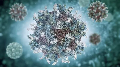 "Cudowne" bakterie mogą pomóc zwalczyć dengę. "Wyniki są lepsze, niż mogliśmy sobie wyobrażać"