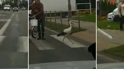 Bocian chodził po zebrze w Glinojecku