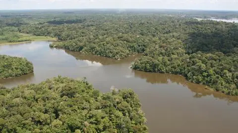 Lasy Amazonii pochłaniają dwutlenek węgla