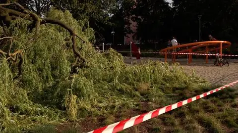Gałąź spadła na kobietę w Gdyni. "Dość spory konar urwał się, dostałam w tył głowy"