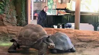 Żółw gigant z Galapagos