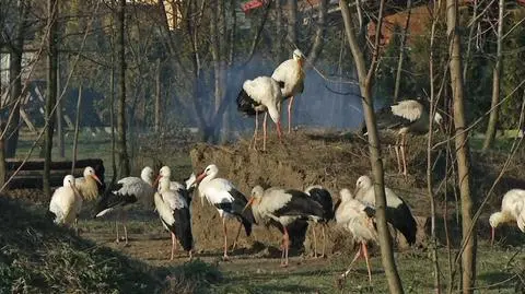 Sezon bociani w pełni. "Wiosnę powitamy ze 120 ptakami" .