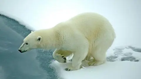 Zaatakował go biały niedźwiedź. Uratował się światłem telefonu