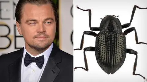 Chrząszcz został nazwany na cześć Leonarda DiCaprio (Shutterstock,Taxon Expeditions/Hendrik Freitag - CC-BY 4.0)