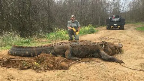 Ogromny aligator ze stanu Georgia