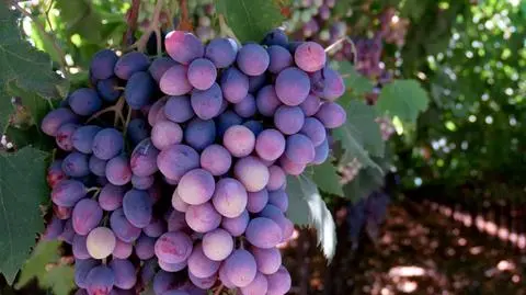 Nie smakuje ci wino? To mogą być pluskwiaki