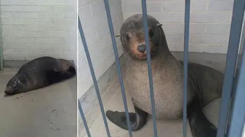 Foka Sammy ucięła sobie drzemkę w damskiej toalecie