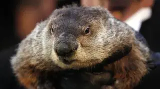 Phil z Punxsutawney nie zobaczył swojego cienia