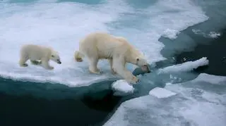 Niedźwiedzie polarne są jednym z gatunków występujących na Svalbardzie 