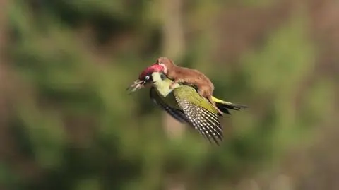 Łasica na plecach dzięcioła, czyli walka na śmierć i życie
