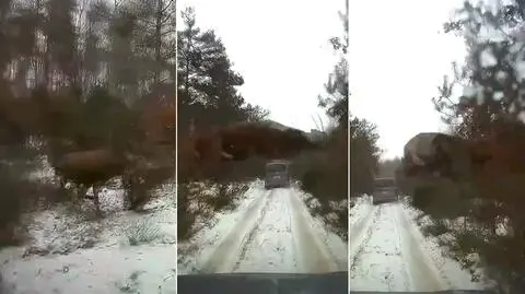 Jeleń "przeleciał" nad samochodem leśnika