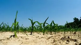 Plantacja kukurydzy w Illinois 