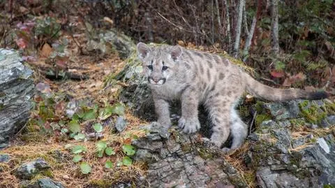 Puma, która zaatakowała biegacza, okazała się osieroconym kociakiem