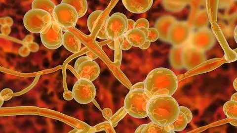 Nowy gatunek drożdżaka z rodzaju Candida 