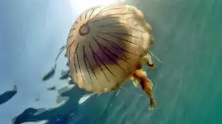 Gigantyczna meduza u wybrzeży Kornwalii