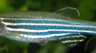 Danio pręgowany
