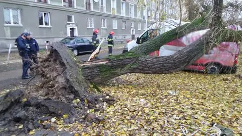 Wiatr powalił drzewo. Uszkodzone samochody