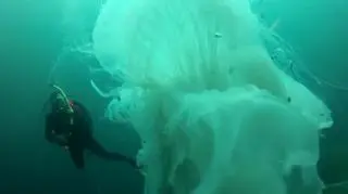 Meduza i nurek