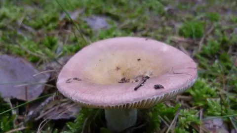 GOŁĄBEK KRUCHY
PUSZCZA BYDGOSKA