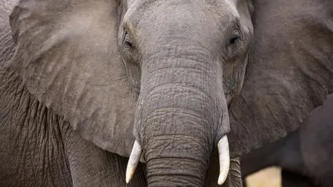 Wódka uchroniła słonie przed odmrożeniami