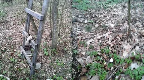 Zniszczył gniazdo jastrzębia, sam doznał obrażeń. Życie uratował mu leśniczy