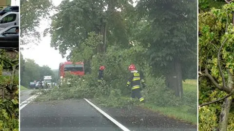 Powalone drzewa i grad wielkości orzechów laskowych. To skutki nawałnic 