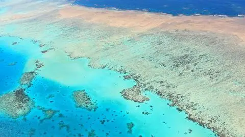Australia bez rafy koralowej? "Walka jest już przegrana"