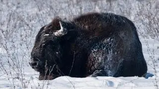 Dla chorych sztuk nie ma ratunku