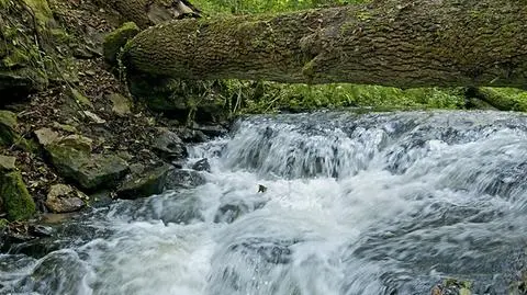 Skamielinami chcą przyciągnąć na Lubelszczyznę
