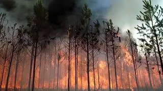 Pożar lasu