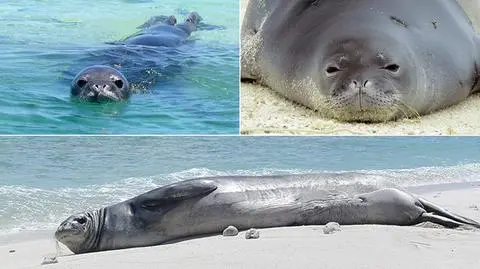 Foczka Petunia z Hawajów (fpir.noaa.gov)