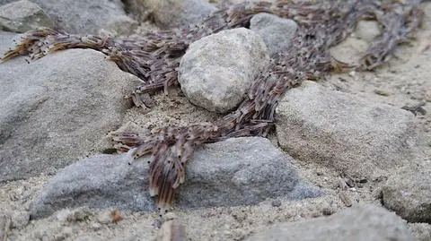Tak pełza pleń. Rzadkie zjawisko nagrane w Tatrach