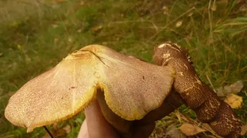 Grzyby