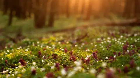 Kiedy nadejdzie wiosna?