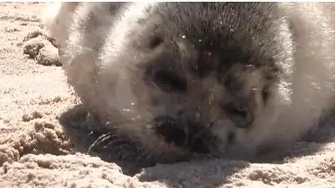 Wygłodzona foczka na plaży w Kołobrzegu
