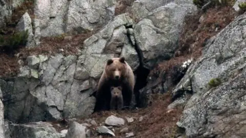 W górach coraz łatwiej spotkać niedźwiedzie