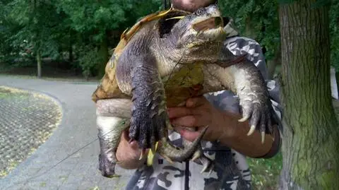 Wyłowiony ze stawu żółw jaszczurowaty