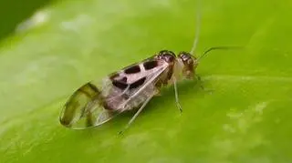 Graphopsocus cruciatus, przedstawiciel owadów z rzędu psotników 
