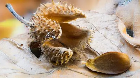 Bukiew - nasiono buka