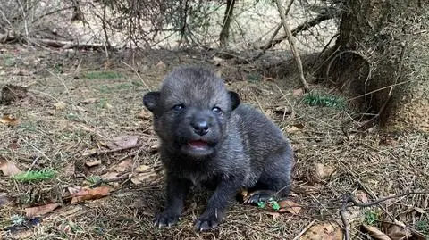 Wilcze szczenię ma około dwóch tygodni 