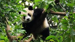 Panda Wielka przysmakiem na prehistorycznych chińskich stołach