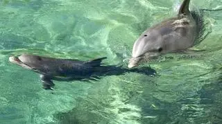 Matki śpiewają swoim młodym