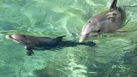 Ciężarne delfiny "śpiewają" swoim młodym. Nadają im wtedy imiona